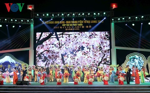 Japanese cherry blossom, Yen Tu yellow apricot blossom showcased in Ha Long  - ảnh 1